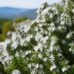 A muredda corsica : tout savoir sur cette plante emblématique de l’île