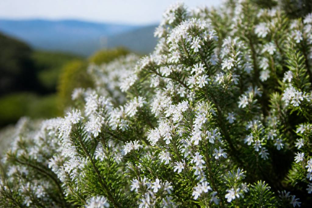 A muredda corsica : tout savoir sur cette plante emblématique de l’île